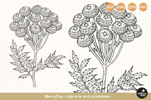 Tansy Flower Clip Art: A Versatile Addition to Your Creative Projects