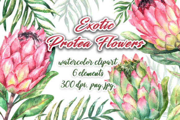 Watercolor Protea Exotic Flowers Clipart: A Unique Addition to Creative Projects